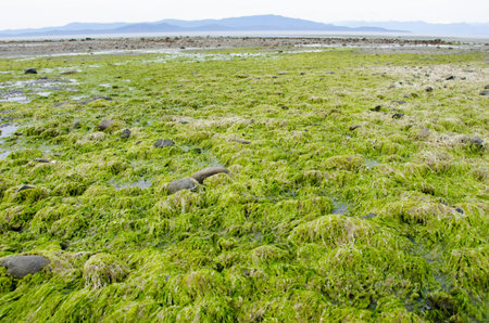 Seaweed covers rocks on the beach in Parksville, British Columbia