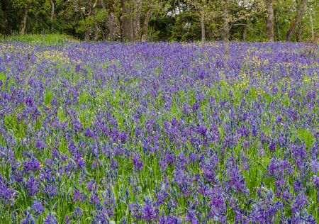 Field of wild flowers include purple camas lilies and yellow buttercups in bloom in the spring.の写真素材