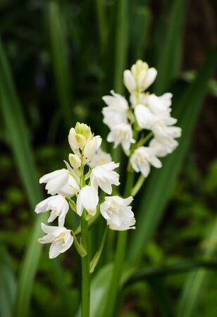 Field of wild flowers in bloom in the spring include delicate white Spanish bluebells otherwise known as hyancinth hispanica.の写真素材