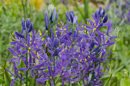 Field of wild flowers include purple camas lilies  in bloom in the spring.