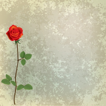 abstract grunge floral background with red rose on greyのイラスト素材