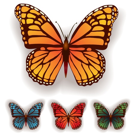 color butterfly isolated on a white backgroundのイラスト素材