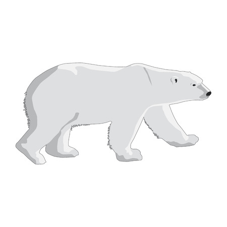 polar bear isolated on a white backgroundのイラスト素材