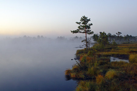 a fen in the morning