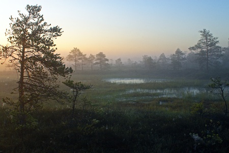 a fen in the morningの写真素材