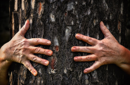 Hug a treeの写真素材