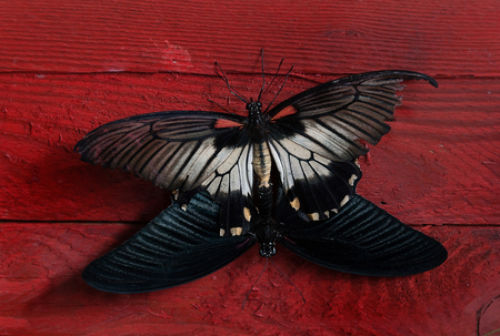 Couple butterflyの写真素材