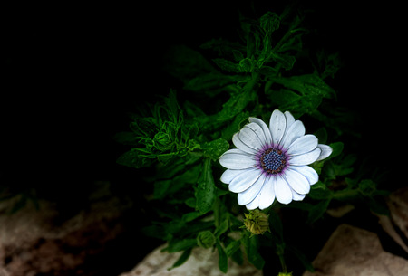 Little white flowerの写真素材