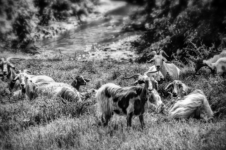 Goats resting under the treesの写真素材