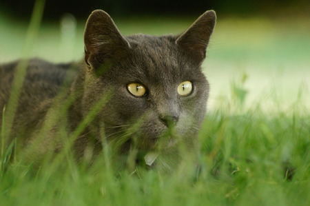 cat in grassの写真素材