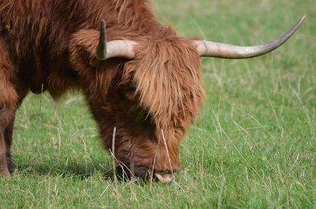 Highland cowの写真素材