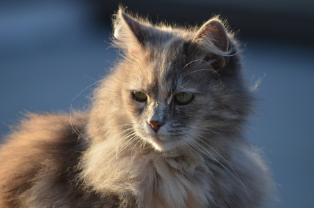 Norwegian forest catの写真素材