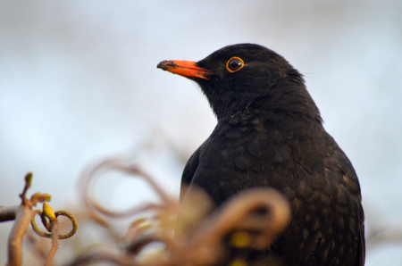 Blackbirdの写真素材
