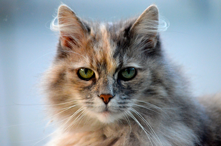 Norwegian forest catの写真素材