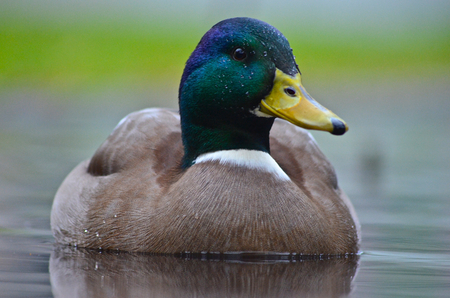 Wild duckの写真素材