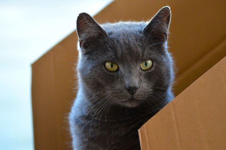 Chartreux in boxの写真素材