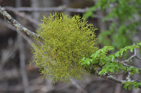 Mistletoe