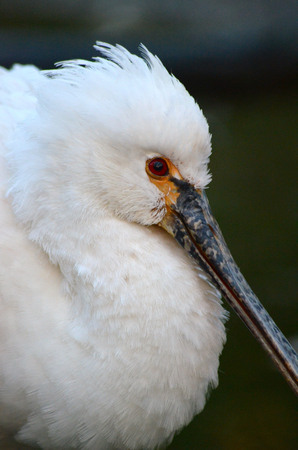 Spoonbillの写真素材