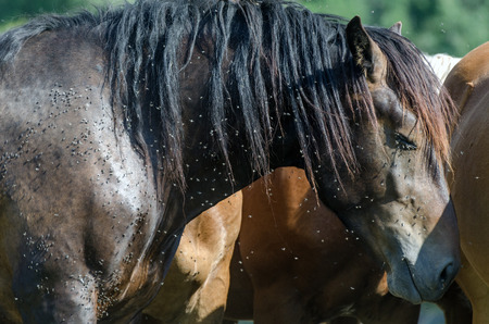 Horse suffering from flies swarmの写真素材