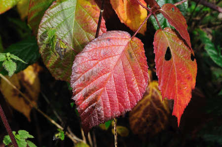 colored leaves in the sunlightの写真素材