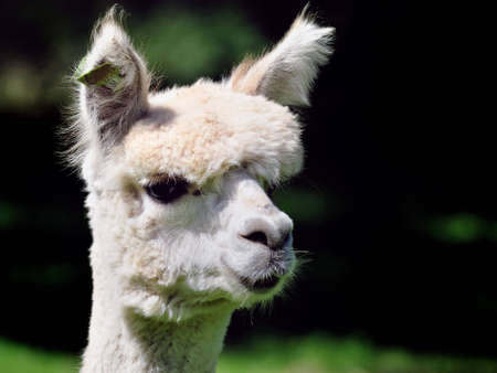 head from a cute alpacaの写真素材