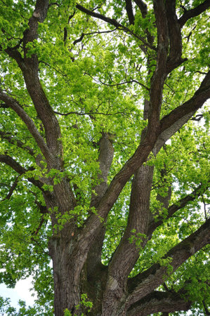 detail of the tree top from an oak