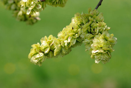 macro from fruits of a elm