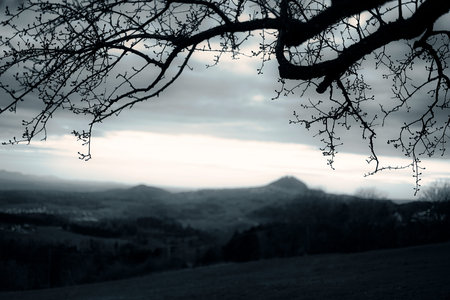 Silhouette of a tree in the middle of a foggy valley