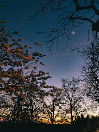 Sunset in the woods with full moon in the sky and tree branchesの写真素材