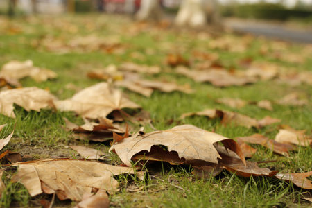 Fallen leavesの写真素材