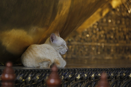 Closeup of a catの写真素材