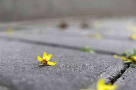 Close up to fallen deciduous flower on the floorの写真素材