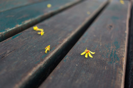 deciduous