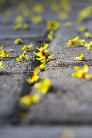 deciduousの写真素材