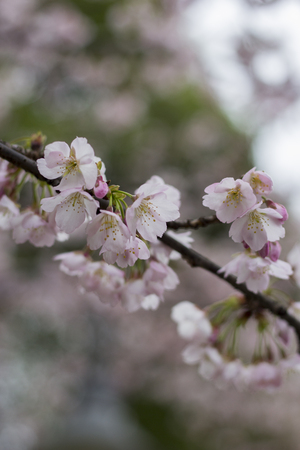 sakuraの写真素材