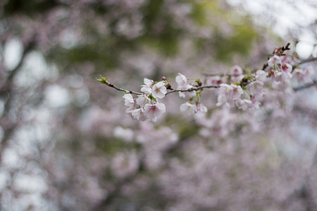 sakuraの写真素材