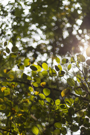 Sunlight against the tree leavesの写真素材