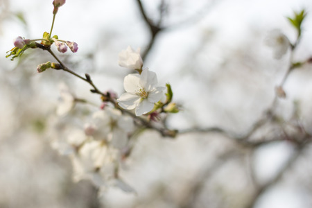 sakuraの写真素材