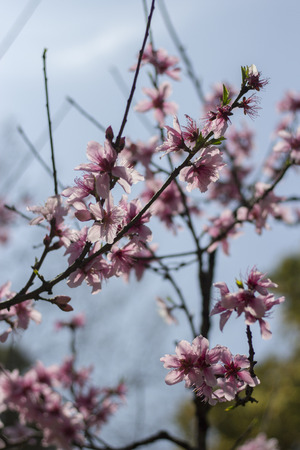 sakuraの写真素材