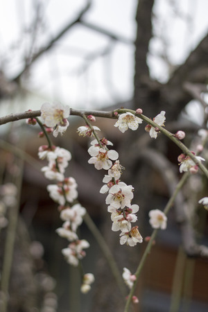 Plum blossoms on treeの写真素材