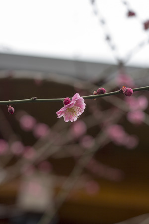Plum blossoms on treeの写真素材