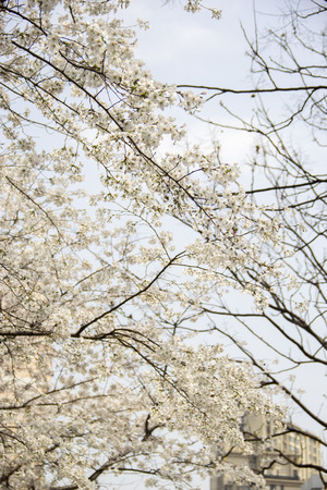 Flowers In Springの写真素材