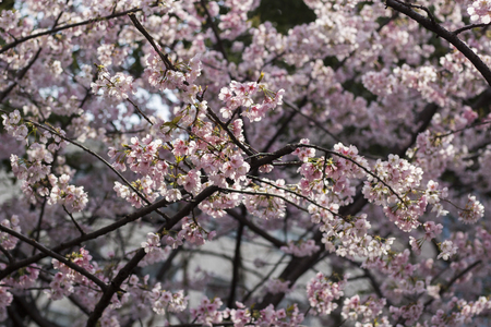Cherry blossomの写真素材