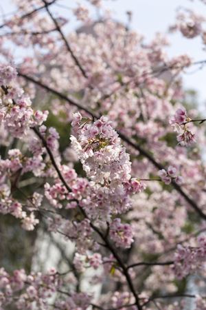 Cherry blossomの写真素材