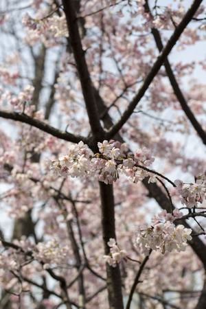 Cherry blossomの写真素材
