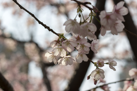Cherry blossomの写真素材