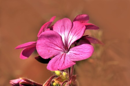 Purple flowerの写真素材