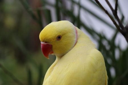 Yellow Ring neck Parrot with Red Beakの写真素材