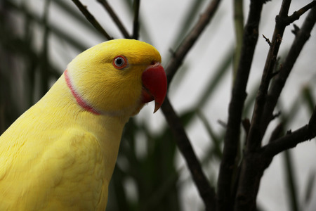 Yellow Ring neck Parrot with Red Beakの写真素材