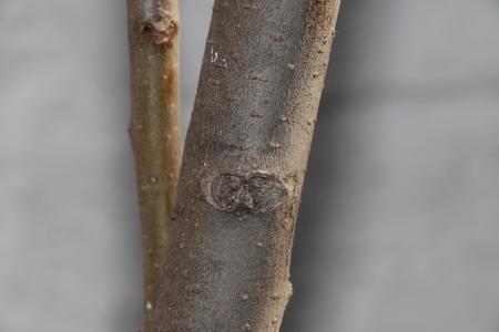Tree and Stems focusedの写真素材